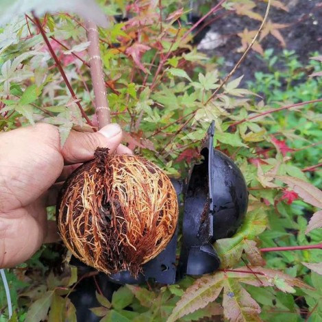 Dispozitiv pentru inradacinare plante