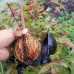 Dispozitiv pentru inradacinare plante