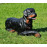 Figurina Cera Rottweiler culcat