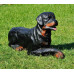 Figurina Cera Rottweiler culcat