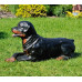 Figurina Cera Rottweiler culcat