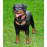 Figurina Cera Rottweiler în picioare