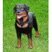Figurina Cera Rottweiler în picioare