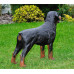 Figurina Cera Rottweiler în picioare