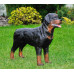 Figurina Cera Rottweiler în picioare