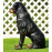 Figurina Cera Rottweiler