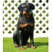 Figurina Cera Rottweiler