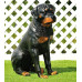 Figurina Cera Rottweiler